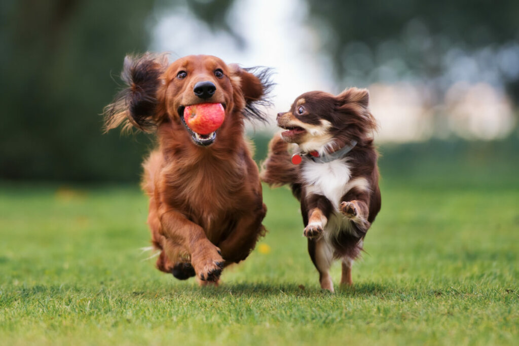 Cachorro correndo e brincando