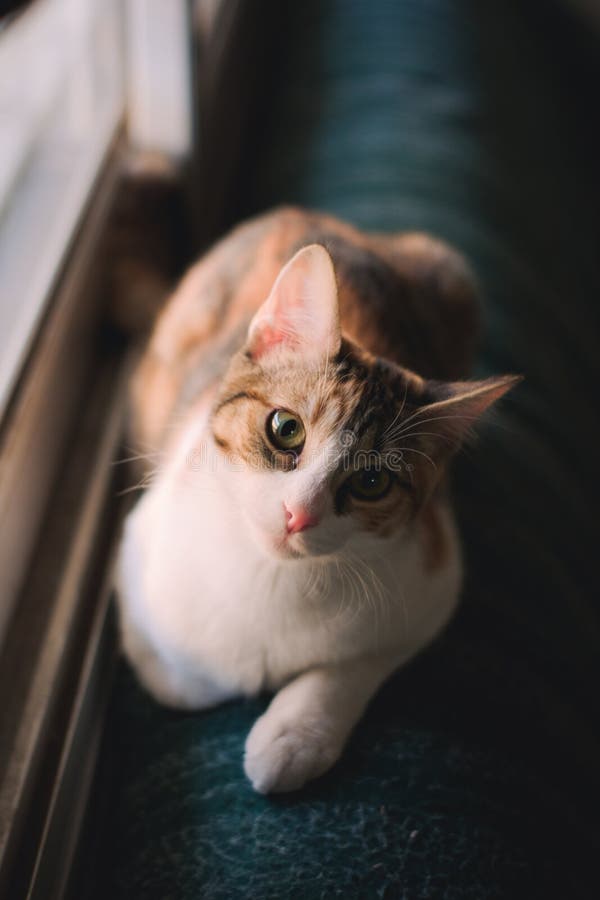 Gato curioso olhando para a câmera